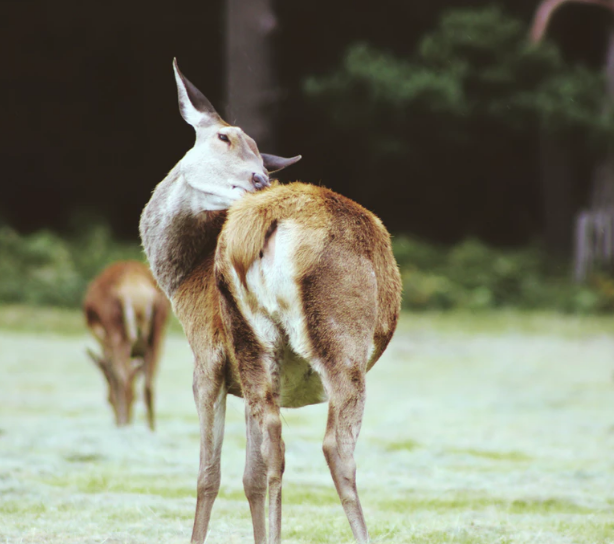 北京野生動(dòng)物園1.png